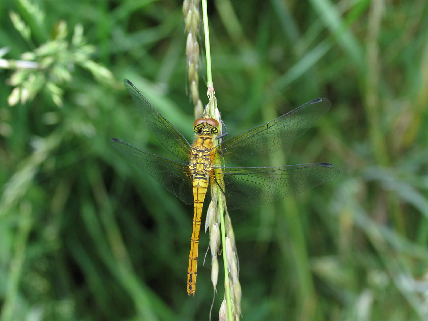 Female Ruddy Darter by David Kitching